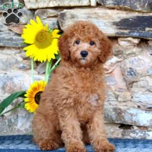 Lucy, Miniature Poodle Puppy