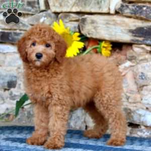 Lucy, Miniature Poodle Puppy