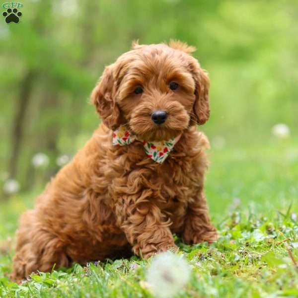 Lucy, Cockapoo Puppy