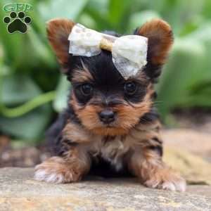 Lucy, Yorkie Puppy