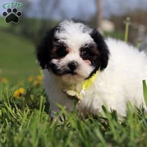 Luke, Teddy Bear Puppy