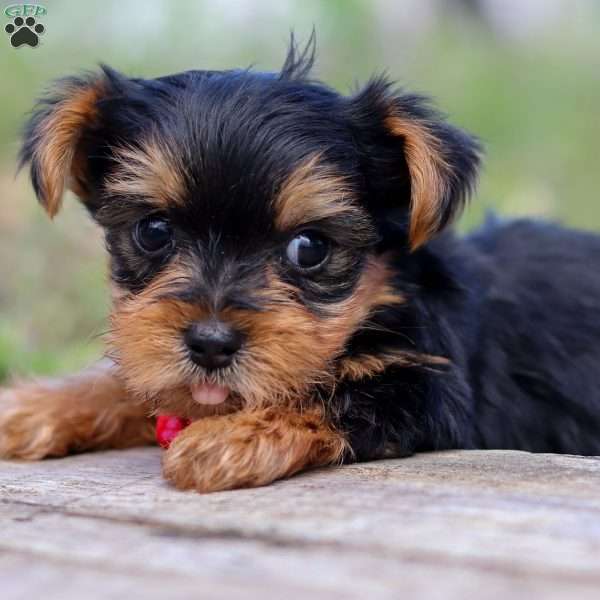 Luke, Yorkie Puppy