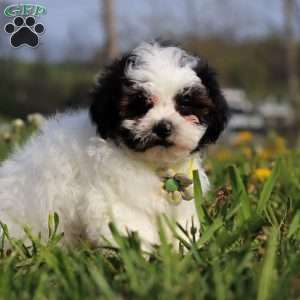 Luke, Teddy Bear Puppy