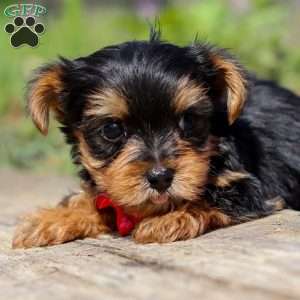 Luke, Yorkie Puppy