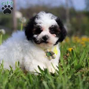 Luke, Teddy Bear Puppy