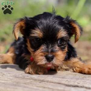 Luke, Yorkie Puppy