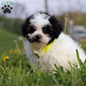 Luke, Teddy Bear Puppy