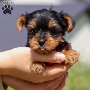 Luke, Yorkie Puppy