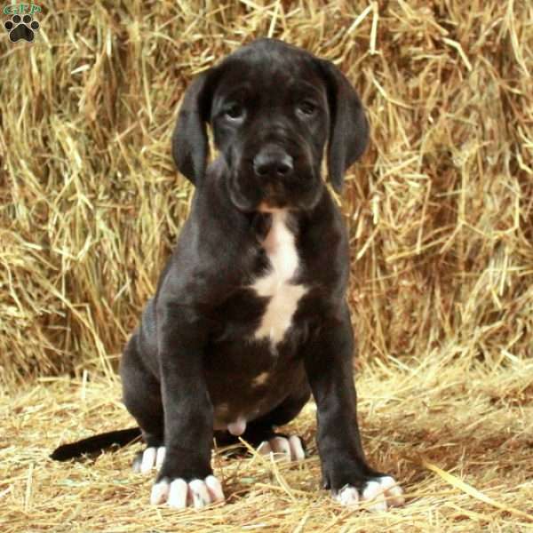 Luke, Great Dane Puppy