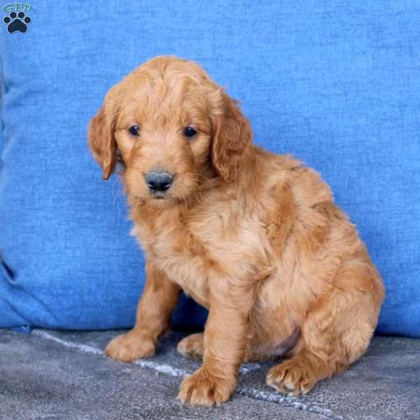 Luke, Goldendoodle Puppy