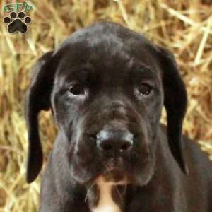 Luke, Great Dane Puppy