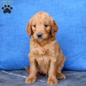 Luke, Goldendoodle Puppy
