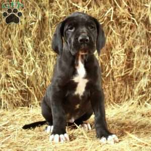 Luke, Great Dane Puppy