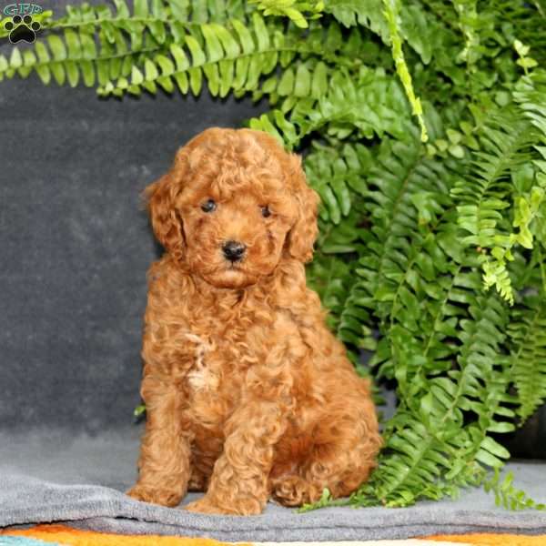 Luke, Miniature Poodle Puppy