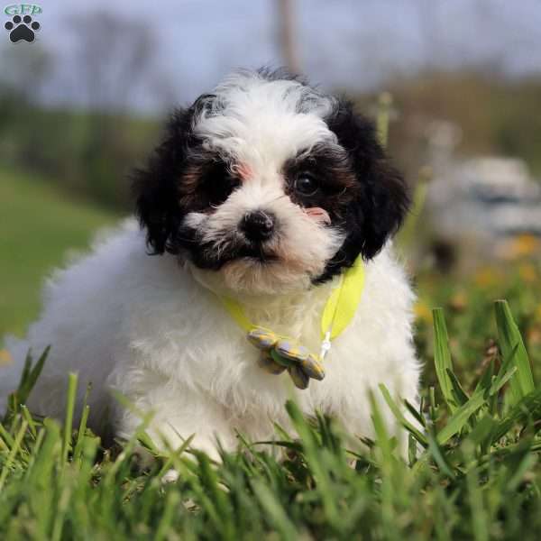 Luke, Teddy Bear Puppy