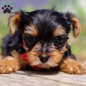 Luke, Yorkie Puppy