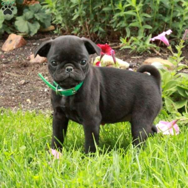 Lula, Pug Puppy