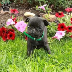 Lula, Pug Puppy
