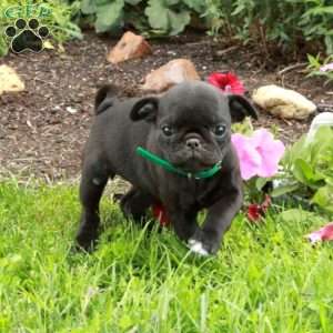 Lula, Pug Puppy