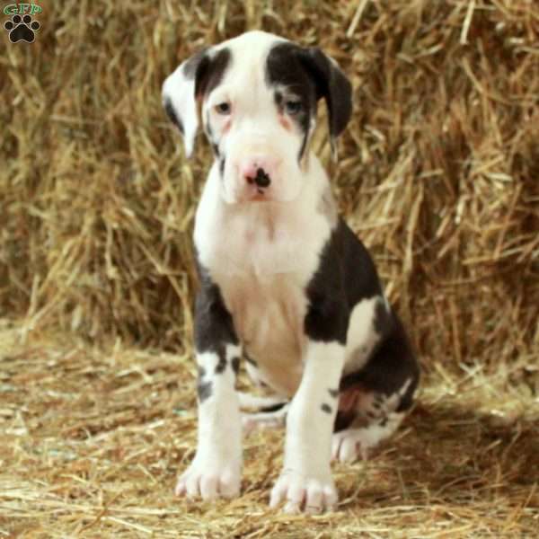 Lullaby, Great Dane Puppy
