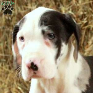 Lullaby, Great Dane Puppy