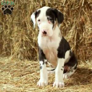 Lullaby, Great Dane Puppy