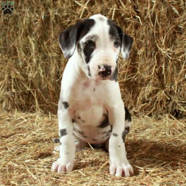 Luna, Great Dane Puppy