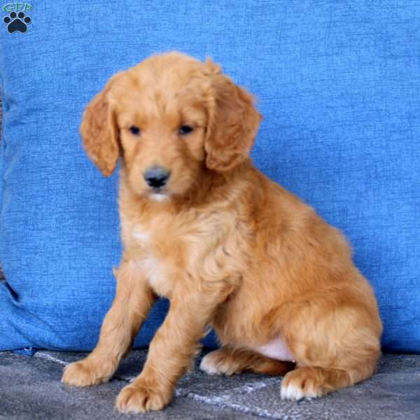 Luna, Goldendoodle Puppy