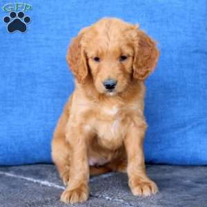 Luna, Goldendoodle Puppy