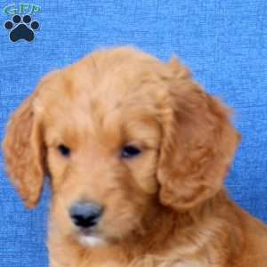Luna, Goldendoodle Puppy