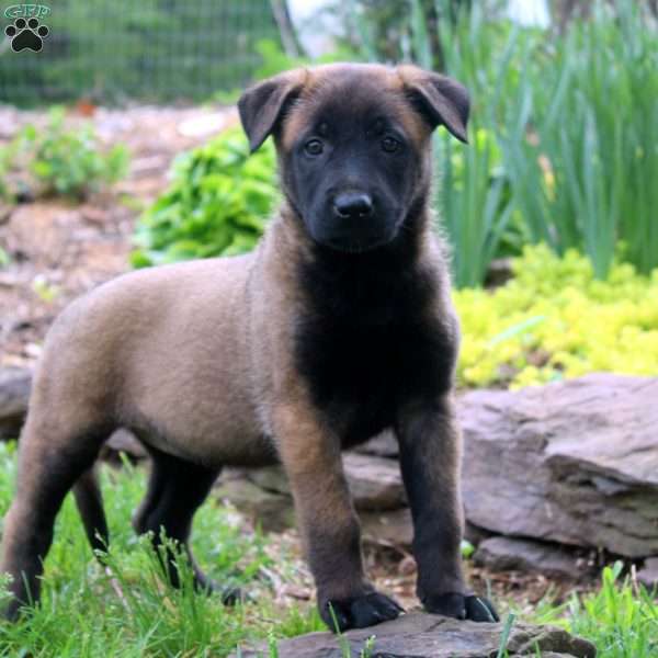 Lydia, Belgian Malinois Puppy
