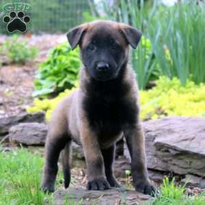 Lydia, Belgian Malinois Puppy