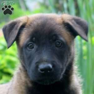 Lydia, Belgian Malinois Puppy