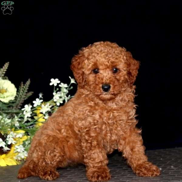 Lylah, Miniature Poodle Puppy