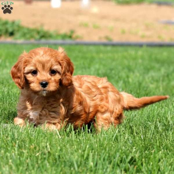 Lylah, Cavapoo Puppy