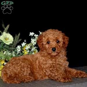 Lylah, Miniature Poodle Puppy