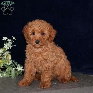Lylah, Miniature Poodle Puppy