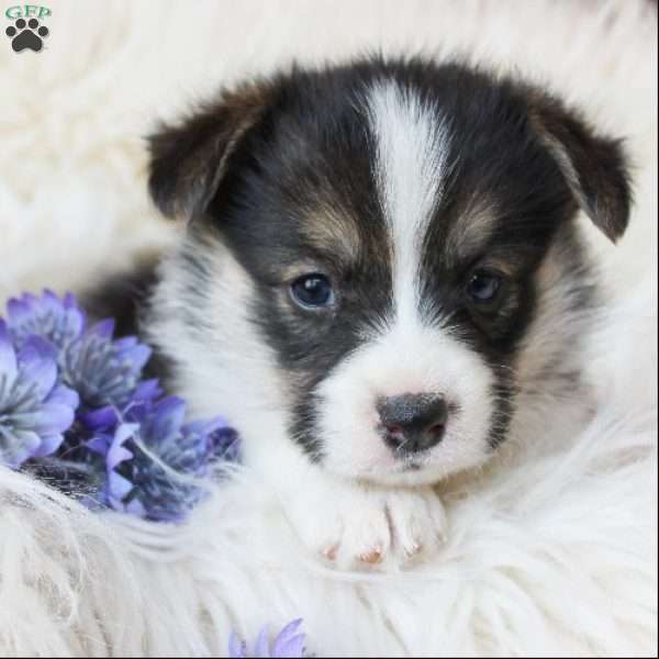 Tabitha, Pembroke Welsh Corgi Puppy
