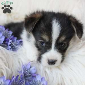 Tabitha, Pembroke Welsh Corgi Puppy