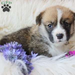 Travis, Pembroke Welsh Corgi Puppy