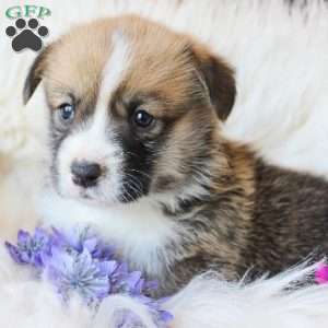 Travis, Pembroke Welsh Corgi Puppy