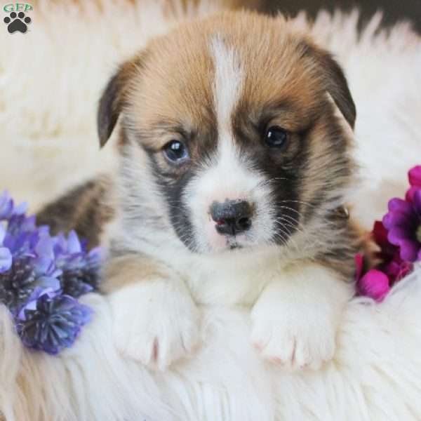 Travis, Pembroke Welsh Corgi Puppy