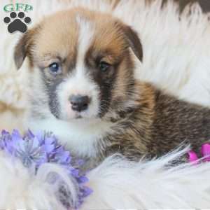 Travis, Pembroke Welsh Corgi Puppy