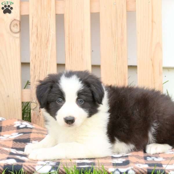 Mack, Border Collie Puppy