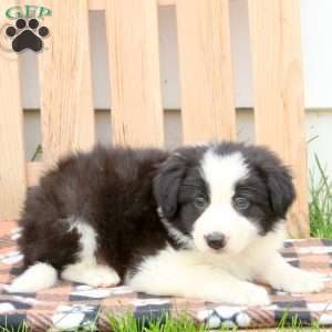 Mack, Border Collie Puppy