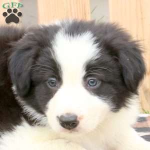Mack, Border Collie Puppy