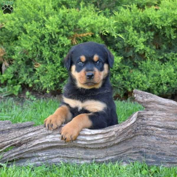 Macy, Rottweiler Puppy