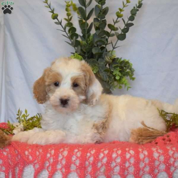Macy, Mini Goldendoodle Puppy