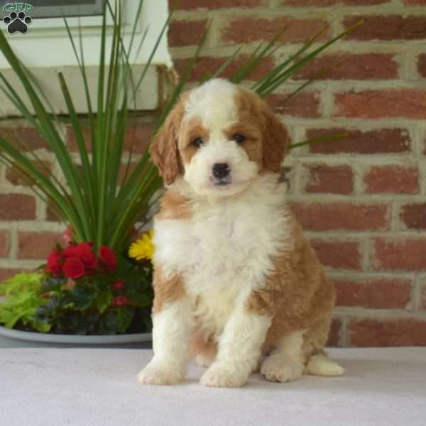 Macy, Mini Bernedoodle Puppy