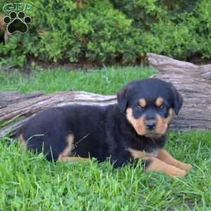Macy, Rottweiler Puppy